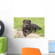 Adorable Sharpei Puppy Lying Wall Decal