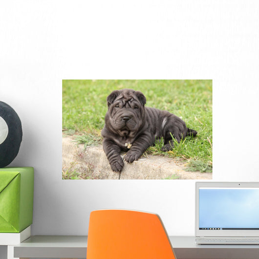 Adorable Sharpei Puppy Lying Wall Decal