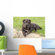 Adorable Sharpei Puppy Lying Wall Decal