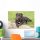 Adorable Sharpei Puppy Lying Wall Decal