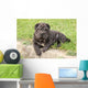 Adorable Sharpei Puppy Lying Wall Decal