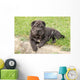 Adorable Sharpei Puppy Lying Wall Decal