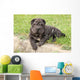 Adorable Sharpei Puppy Lying Wall Decal