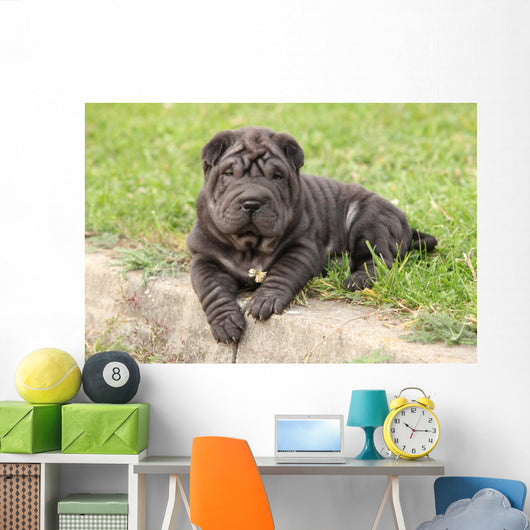 Adorable Sharpei Puppy Lying Wall Decal