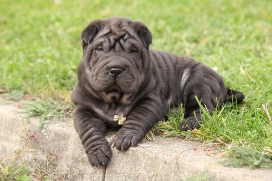 Adorable Sharpei Puppy Lying Wall Decal