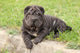 Adorable Sharpei Puppy Lying Wall Decal