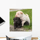 Two Sharpei Puppies Lying Wall Decal