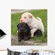 Two Sharpei Puppies Lying Wall Decal