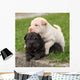 Two Sharpei Puppies Lying Wall Decal