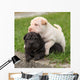 Two Sharpei Puppies Lying Wall Decal