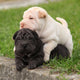 Two Sharpei Puppies Lying Wall Decal