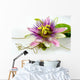 Passionsblume Ganz Nah Passiflora Wall Decal