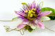 Passionsblume Ganz Nah Passiflora Wall Decal