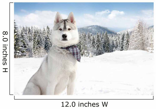 Husky Winter Wall Decal