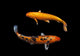 Koi Fancy Carp Wall Decal
