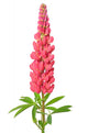 Lupinus Flower Wall Decal