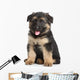 German Shepherd Puppy White Wall Decal