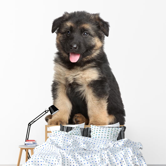 German Shepherd Puppy White Wall Decal