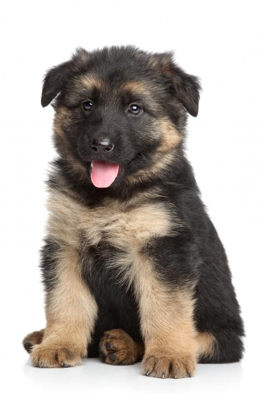 German Shepherd Puppy White Wall Decal