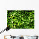 Lush Green Ivy Leaves Wall Decal