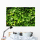 Lush Green Ivy Leaves Wall Decal