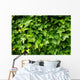 Lush Green Ivy Leaves Wall Decal