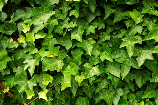 Lush Green Ivy Leaves Wall Decal