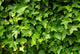 Lush Green Ivy Leaves Wall Decal