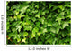 Lush Green Ivy Leaves Wall Decal