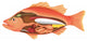 Anatomy Fish Wall Decal
