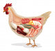 Anatomy Chicken Wall Decal