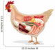Anatomy Chicken Wall Decal