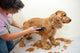 Grooming Wall Decal