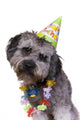 Dog Wearing Birthday Hat Wall Decal