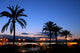 Palmeras Wall Decal