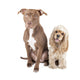 Pit Bull and English Wall Decal