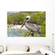 Brown Pelican Wall Decal