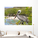 Brown Pelican Wall Decal