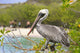 Brown Pelican Wall Decal