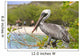 Brown Pelican Wall Decal