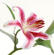 Stargazer Lilly White Wall Decal