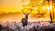 Red Deer Morning Sun Wall Decal