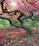 Old Japanese Red Laced Wall Decal