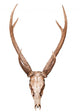 Samba Deer Skull Wall Decal