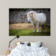 pony Wall Mural