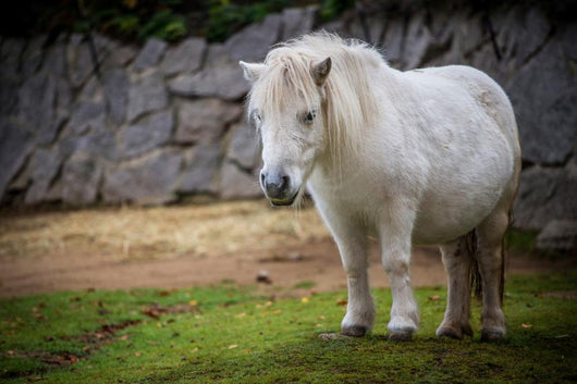 pony Wall Mural