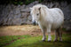 pony Wall Mural