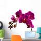 Orchid 