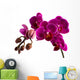 Orchid 