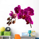 Orchid 